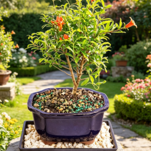 Live Dwarf Pomegranate Indoor Bonsai Tree - 5 Years Old; 8" to 12" Tall with Decorative Container, Humidity Tray & Deco Rock