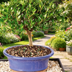 Bonsai Live Gardenia Bonsai Tree - Medium, 5 Years Old, 8 to 10 Inches Tall - Ceramic Bonsai Pot and Bonsai Humidity Tray